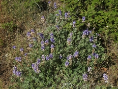 Lupinus grayi