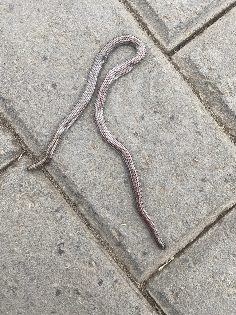 Tschudi's Blind Snake