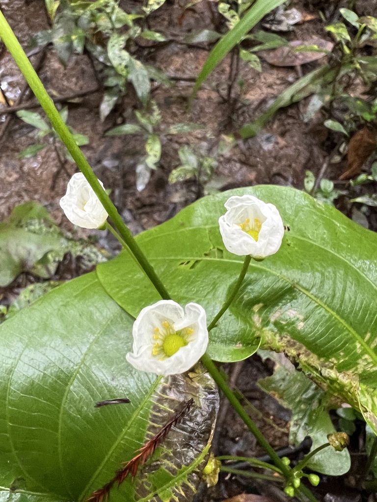 Aquarius cordifolius, Alabama, US