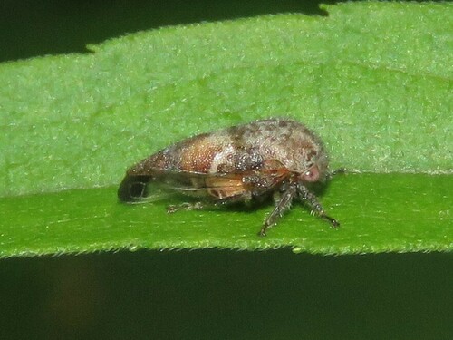 Ophiderma pubescens