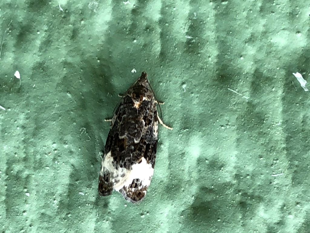 Sallow Apotomis Moth