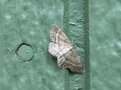 Scopula frigidaria