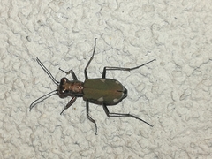 Cylindera germanica