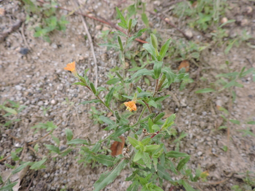 Image of Oenothera indecora by (c) Fabrício Mil Homens Riella, some rights reserved (CC BY)
