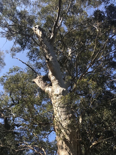 Image of Eucalyptus diversicolor by (c) Ann Bentley, some rights reserved (CC BY)