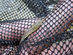 Macrobrachium nipponense