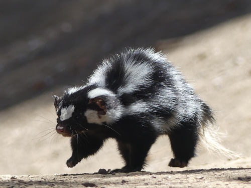 Western Spotted Skunk