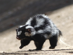 Western Spotted Skunk photo 2