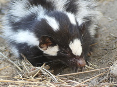 Western Spotted Skunk photo 4