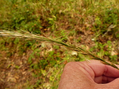 Elymus glaucus glaucus