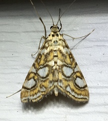 Elophila ekthlipsis