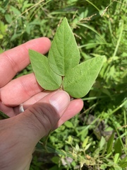 Amphicarpaea bracteata comosa