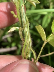 Amphicarpaea bracteata comosa