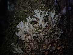 Pseudocyphellaria glabra