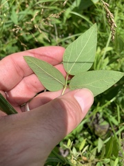 Amphicarpaea bracteata comosa
