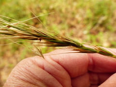 Elymus glaucus glaucus