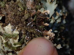 Pseudocyphellaria glabra