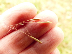 Elymus glaucus glaucus