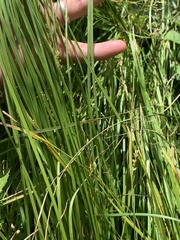Carex styloflexa