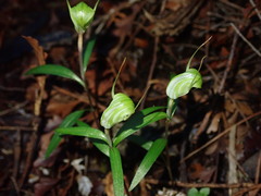 Pterostylis brumalis