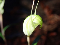 Pterostylis brumalis