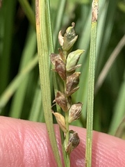 Carex styloflexa