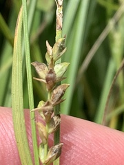 Carex styloflexa