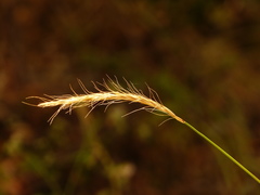 Elymus glaucus glaucus