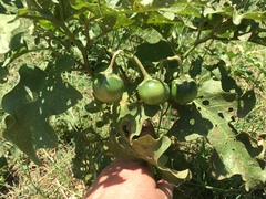Solanum dimidiatum