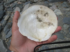 Placopecten magellanicus