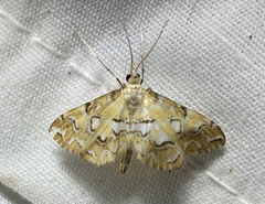 Elophila icciusalis