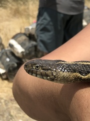 Thamnophis gigas