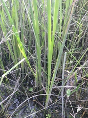 Juncus oxymeris
