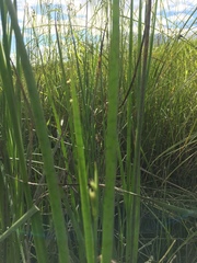 Juncus oxymeris