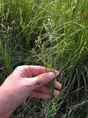 Juncus oxymeris