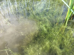 Callitriche heterophylla