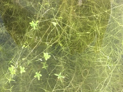 Callitriche heterophylla