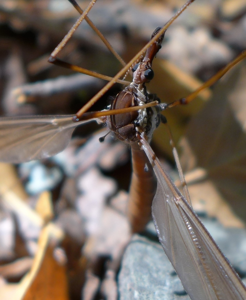 Giant Western Crane Fly (Holorusia hespera) · iNaturalist