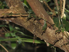 Gynacantha subinterrupta