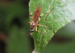 Xylomya tenthredinoides