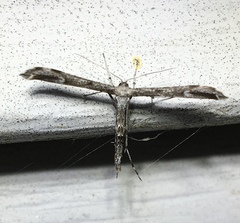 Hellinsia inquinatus