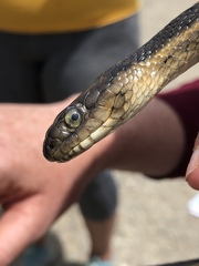 Thamnophis gigas