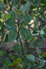 Arctostaphylos patula