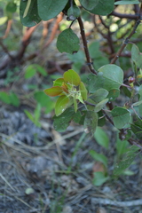 Arctostaphylos patula