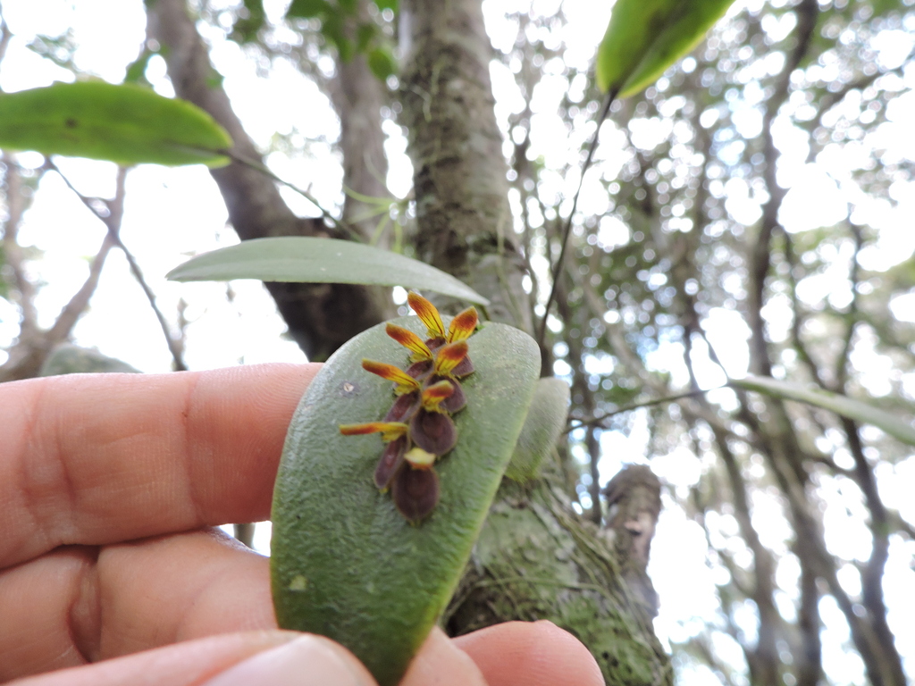 Acianthera macropoda