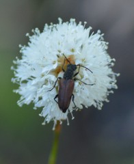 Anastrangalia sanguinea