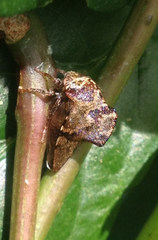 Telamona ampelopsidis