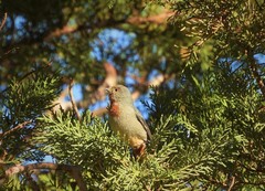 Conirostrum tamarugense