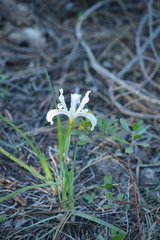 Iris tenuissima