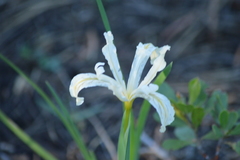Iris tenuissima